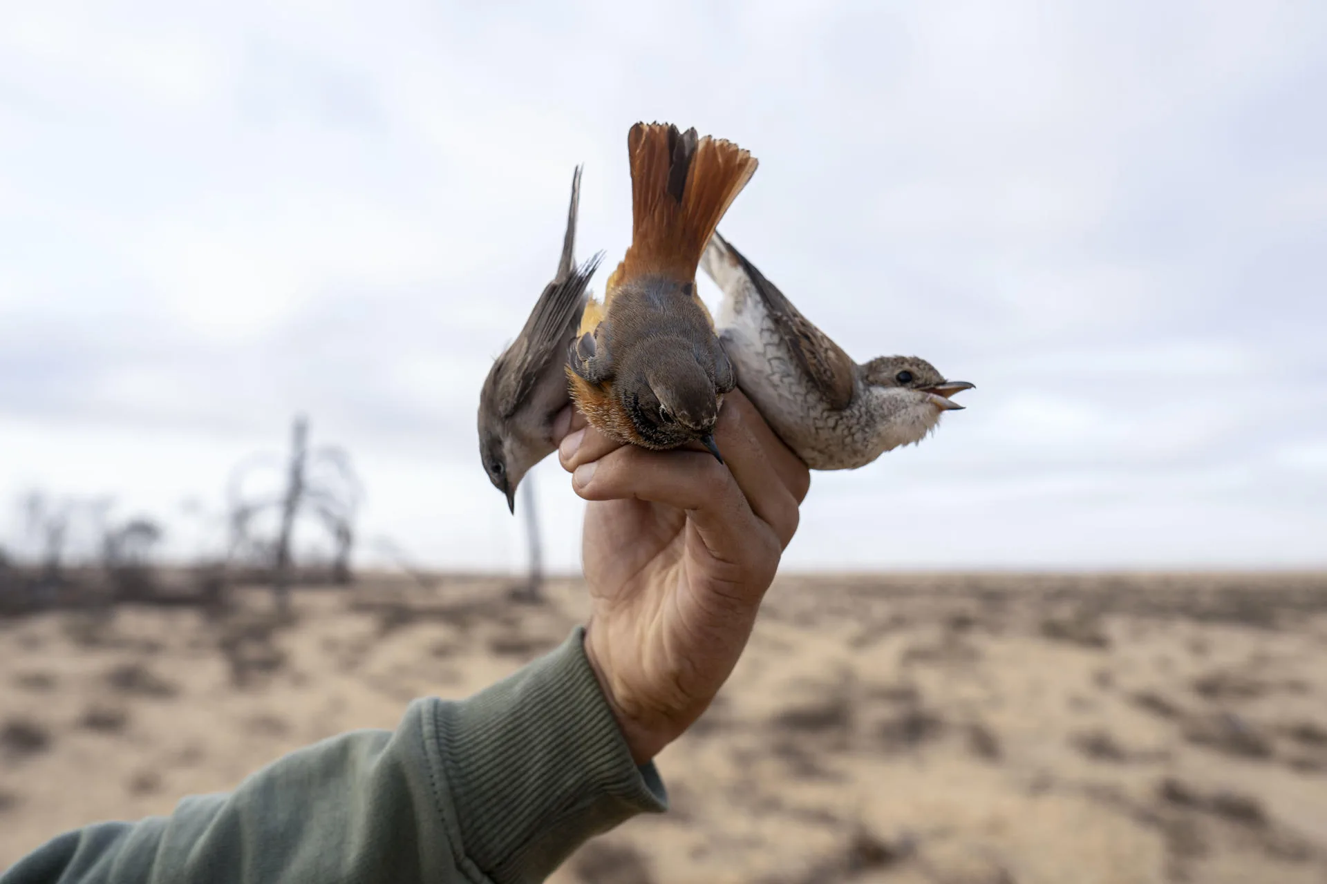 A man holds three small birds trapped in nets set up on the shore of Lake Al Bardawil, in Bir Al Abd (North Sinai, Egypt) Sep. 30, 2025. EFE / Ali Mustafa
