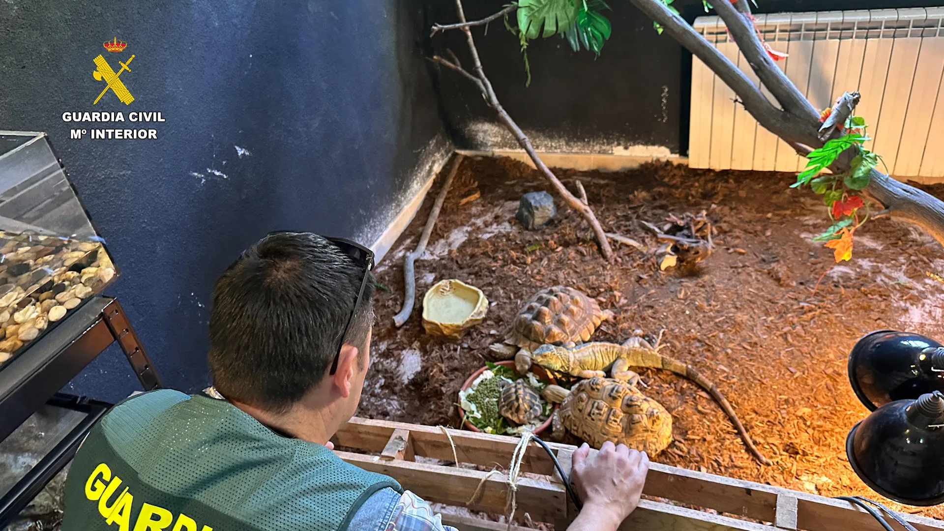 La Guardia Civil ha intervenido 472 animales exóticos protegidos, valorados en 85.000 euros. EFE/Guardia Civil